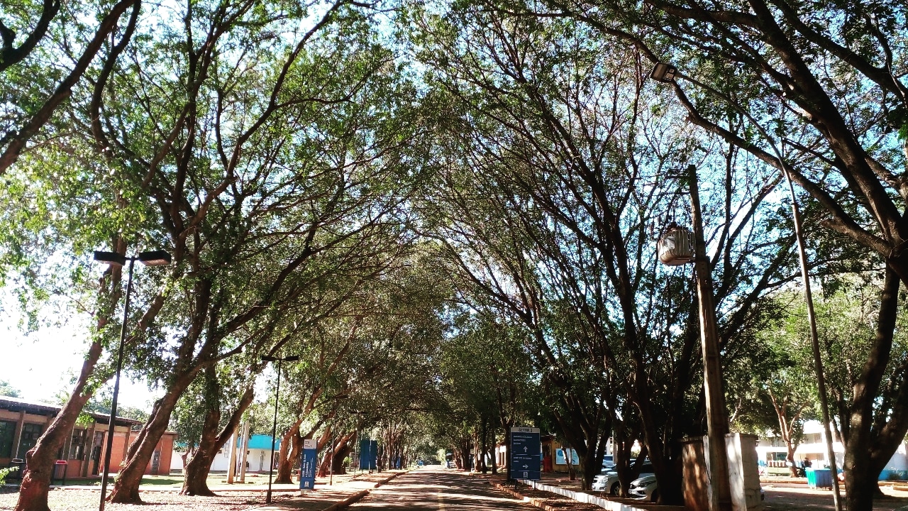 Rua das árvores - Lílian de Fátima Dornelas