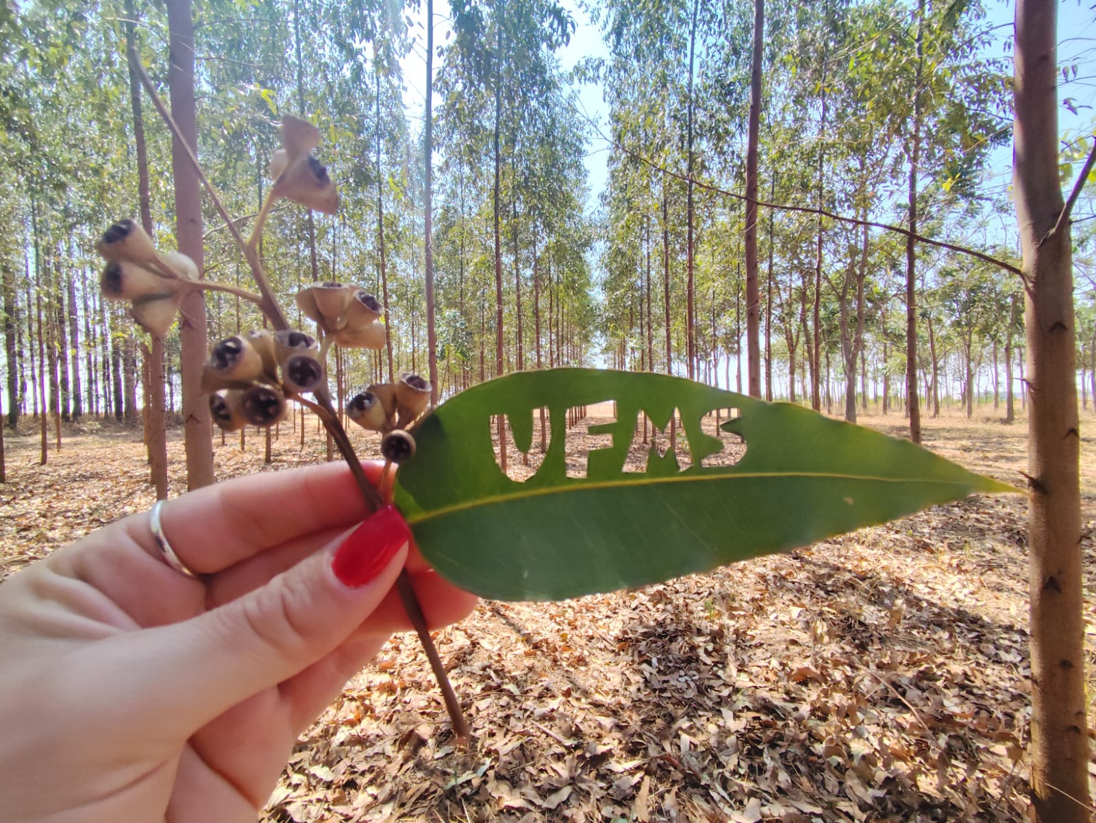 Caminho da Floresta - Priscilla Maria da Silva Liber Lopes