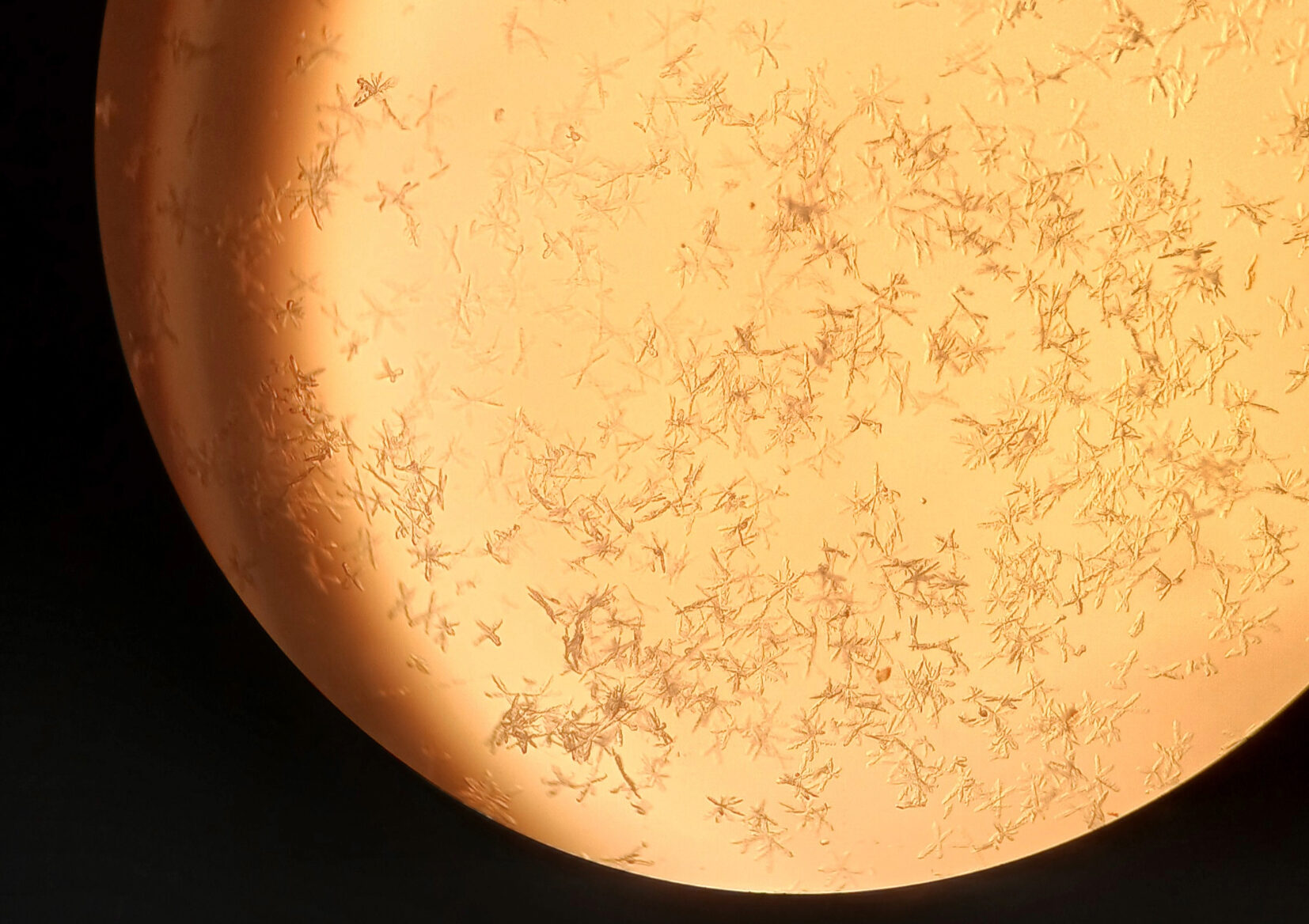 3 (INQUI) Flores do invisível