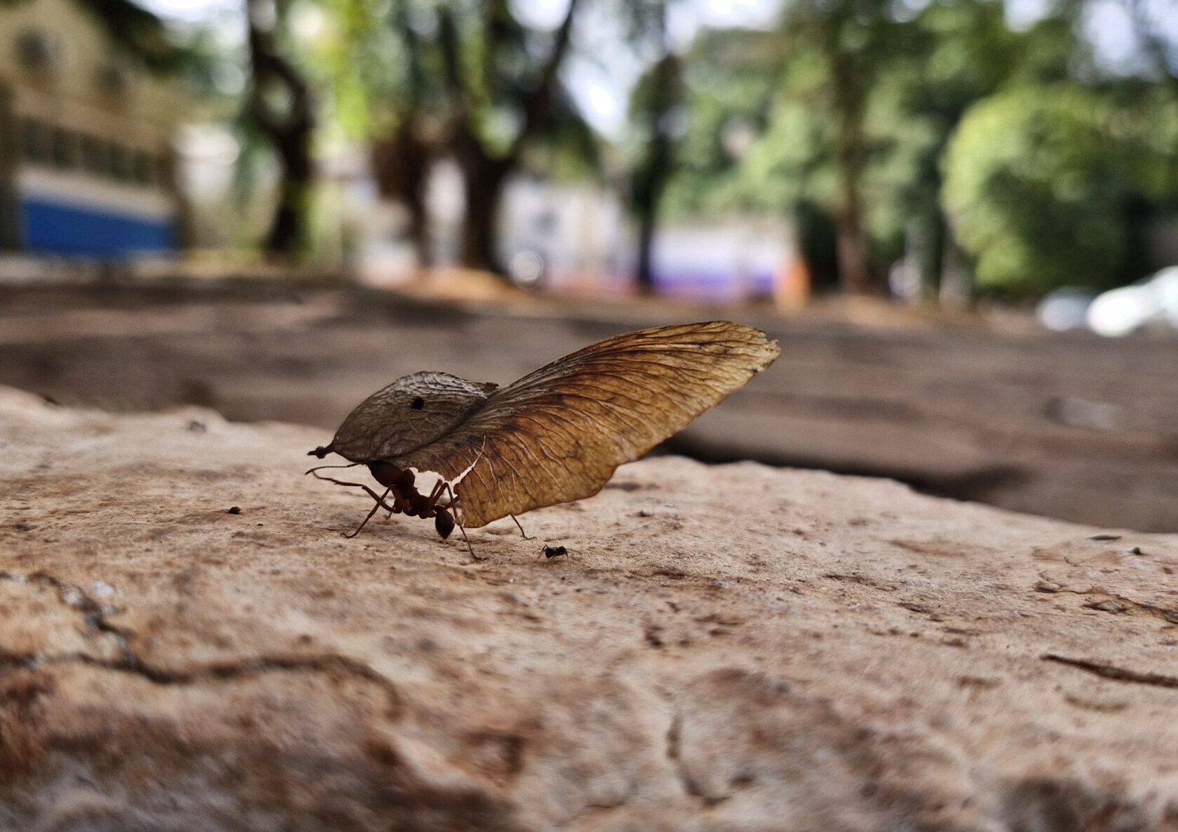 5 (CPCS) Entre folhas e pedras