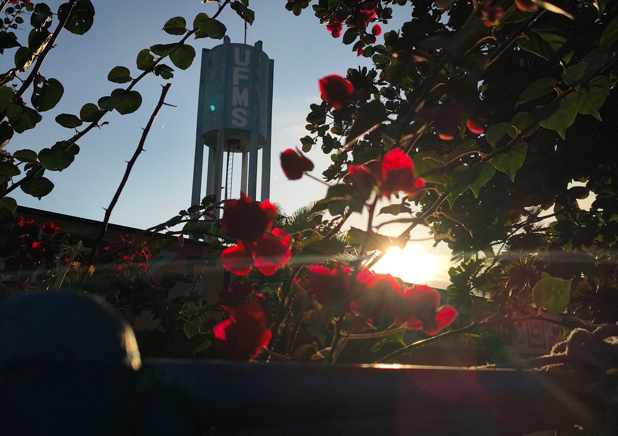 6 (CPAN) Flores moldando o nascer do sol do CPAN.