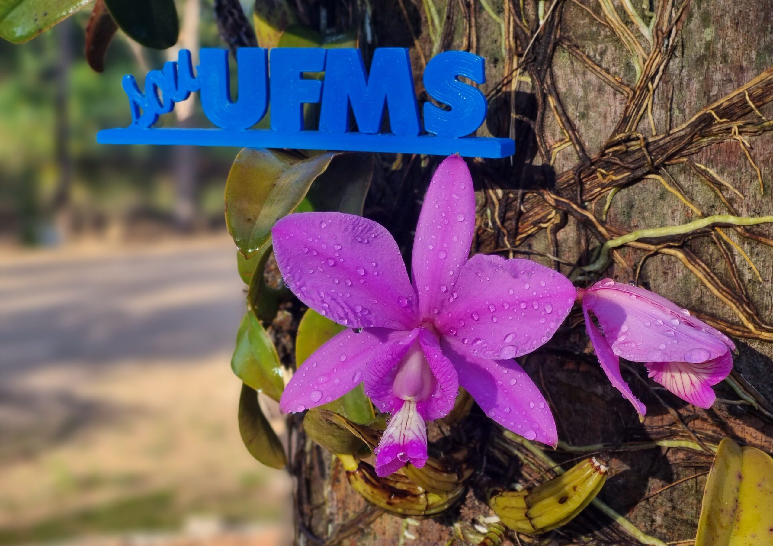 7 (CPCX) Impacto da beleza